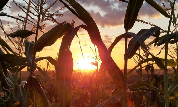 La sequía en múltiples países productores impulsa al precio de la soja, el trigo y el maíz