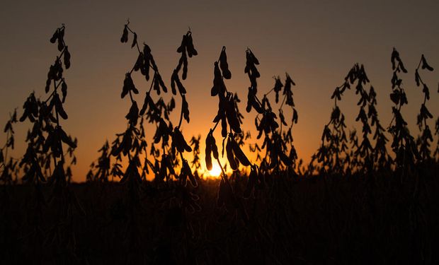 Alerta en el campo (y en el Gobierno): una fuerte baja afecta a la soja y el maíz en plena cosecha gruesa