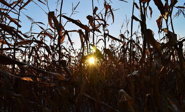 Fuerte suba para el precio del maíz en la previa a un importante informe