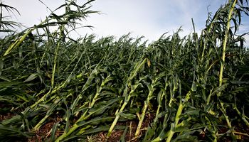 Soja y maíz: los gráficos que mira el mercado en medio del rally alcista