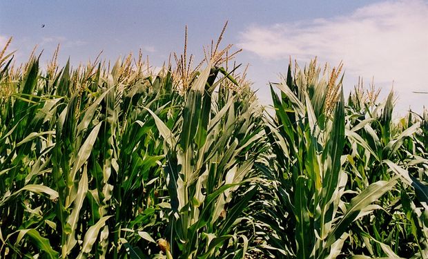 En el mercado local, se negocia el trigo y el maíz nuevo para anticiparse a posibles medidas del Gobierno