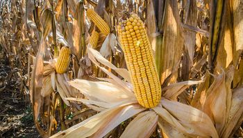 El maíz gana, pero la soja pierde: el impacto de los datos que presentó el USDA