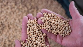 Soja, trigo y maíz: toma de ganancias en Chicago y mercado desierto en Rosario