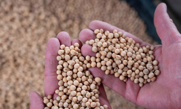 Soja, trigo y maíz: toma de ganancias en Chicago y mercado desierto en Rosario