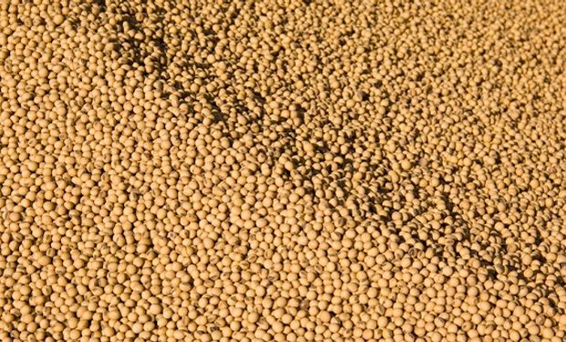 El precio de la soja sube en Chicago gracias a nuevas compras de China