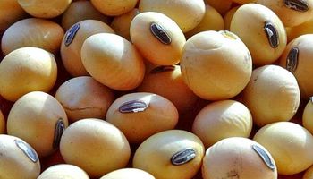 Soja: en Rosario un comprador no tradicional llegó a pagar US$ 238