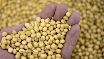 Volatilidad: rebota el precio de la soja y el maíz frente a los riesgos persistentes de sequía