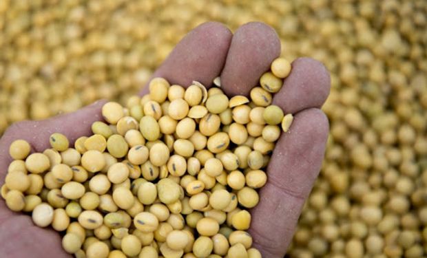 Volatilidad: rebota el precio de la soja y el maíz frente a los riesgos persistentes de sequía