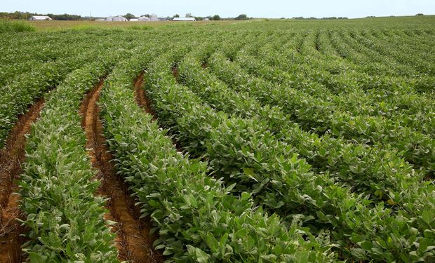 La demanda sigue en niveles muy elevados: fuerte repunte para soja, trigo y maíz