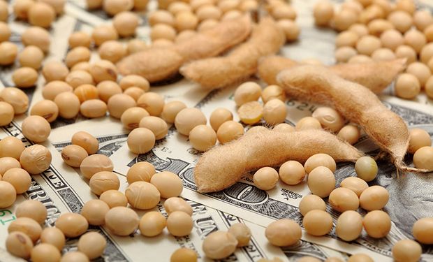 La soja superó los US$ 420 en Chicago: cuánto se pagó en el mercado local