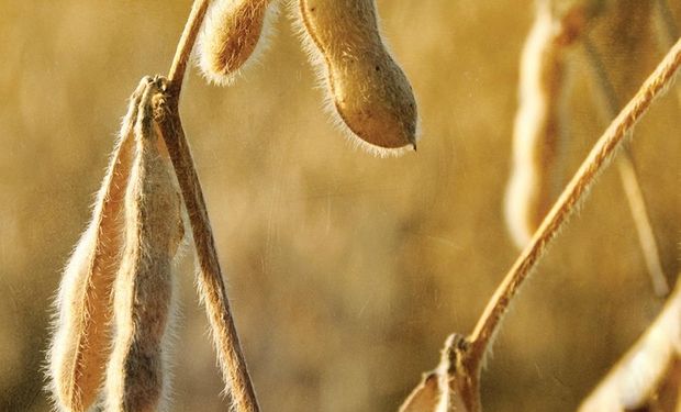 Amplia variedad de ofrecimientos en la plaza local.