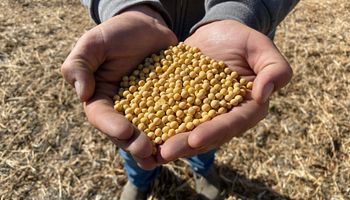 Alerta en el mercado: el anuncio inminente que impacta en el precio de la soja, el trigo y el maíz