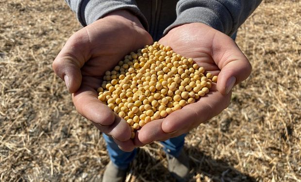 Alerta en el mercado: el anuncio inminente que impacta en el precio de la soja, el trigo y el maíz