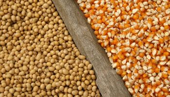 USDA: qué esperan los analistas para el último informe de 2020