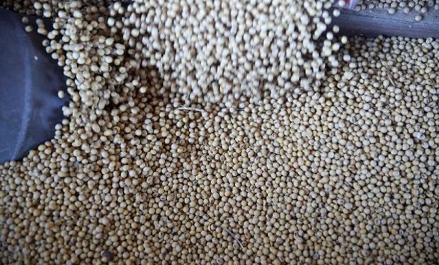 Brecha y "hot sale" de granos: el precio de la soja en Chicago supera en un 155% al de Rosario en dólares