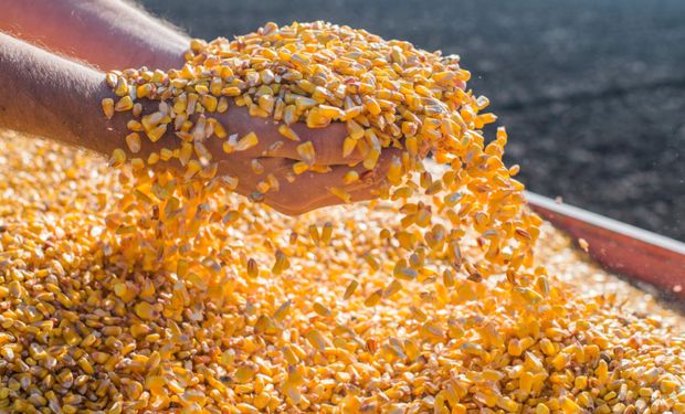 El maíz anota la mayor baja semanal en dos años