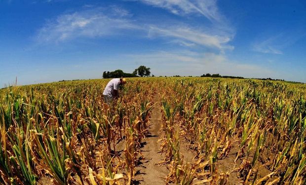 Soja, trigo y maíz: factores alcistas, bajistas y dudas que impactan sobre los precios