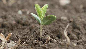 Presión bajista: el mercado de soja, trigo y maíz sigue de cerca el buen clima de la campaña 2021/22