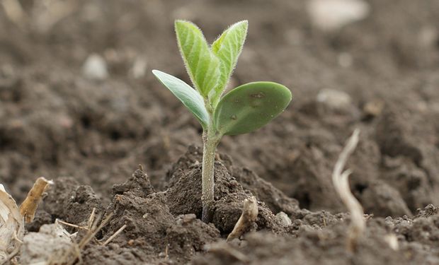 Presión bajista: el mercado de soja, trigo y maíz sigue de cerca el buen clima de la campaña 2021/22