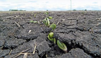 Cómo impactó sobre los precios de la soja, el trigo y el maíz el informe del USDA