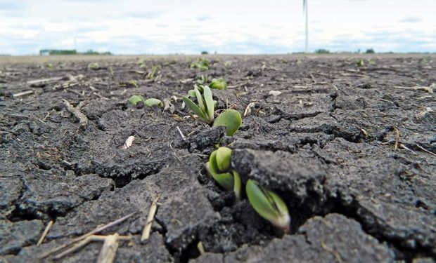 Cómo impactó sobre los precios de la soja, el trigo y el maíz el informe del USDA