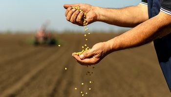 "No hay margen de error": el USDA sorprendió y la soja subió casi US$ 30 en Chicago