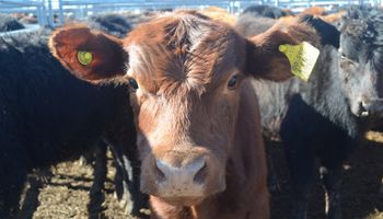 Las vacas continúan siendo la preferencia de la demanda exportadora