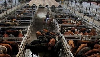 Remate consumo 5 estrellas con valores destacados