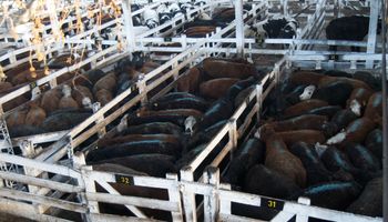 Destacado interés por las vacas a lo largo de la semana