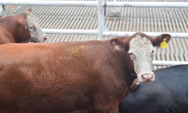 Las vacas alcanzan al 50,2% y los novillos al 47,7%