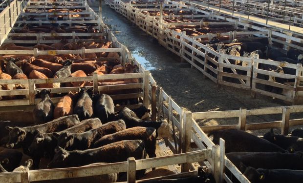 Mercado de Liniers: 8342 vacunos; Mercado de Ganado Rosario: 248 animales.