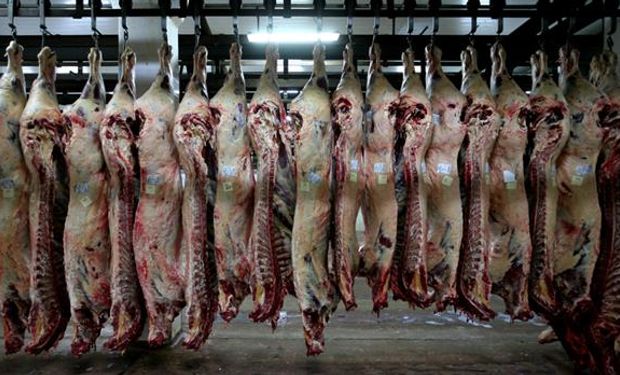 Para los exportadores, los $ 50 por kilo de carne en gancho a que llegó el novilllo de exportación son un "disparate".