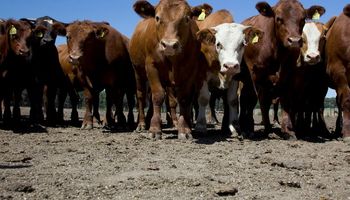 Decisión de Estados Unidos sobre carne podría abrir nuevos mercados 