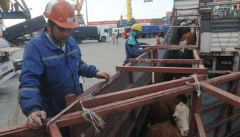 Uruguay: mercado ganadero sobre ofertado y con valores en descenso