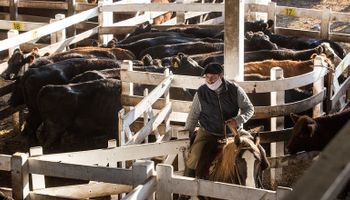 Liniers: el precio de la vaca cayó un 14 % por las nuevas medidas para exportar