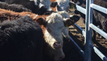 Mercado de Liniers: selectividad y buenos precios en el arranque de la semana