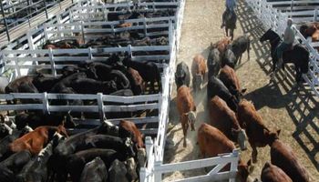 Firmeza y agilidad en lotes de vacas