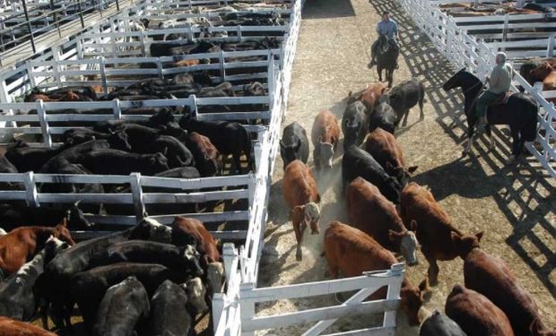 Se pone en marcha el traslado del Mercado de Hacienda de Liniers a La Matanza.