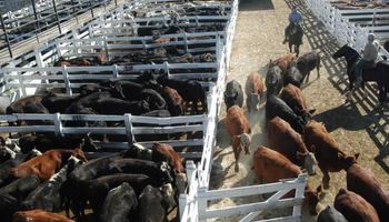 Liniers: firme interés en novillos y vacas