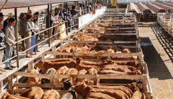 Bajas para vacas y toros por el interés selectivo de la exportación