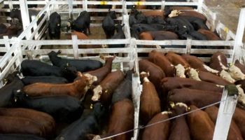 Entradas limitadas en los mercados ganaderos