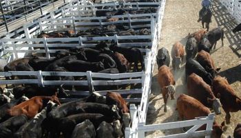 Ofertas insuficientes en los mercados ganaderos