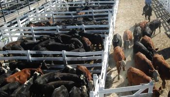 Ofertas reducidas en los mercados ganaderos