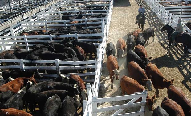 Firmeza en lotes livianos a lo largo de la semana.