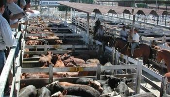 Consignatarios de hacienda eligieron trasladar el mercado de Liniers a Cañuelas