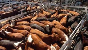 Nuevo aumento en lotes livianos y de novillos