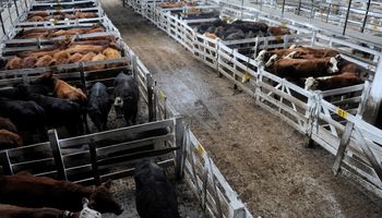La necesidad de la demanda sostuvo los precios de la vaca