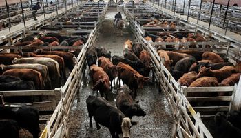 Vacas con destino a China caen en Liniers 