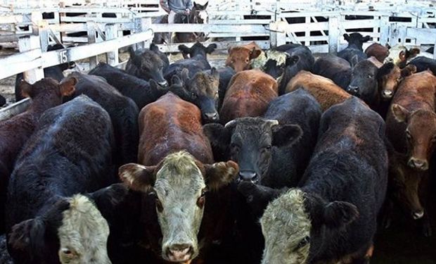 Se recuperó la oferta en el mercado de Liniers: tono firme para el precio de la vaca