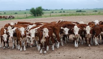 Subas para el precio de la vaca en el mercado de Liniers